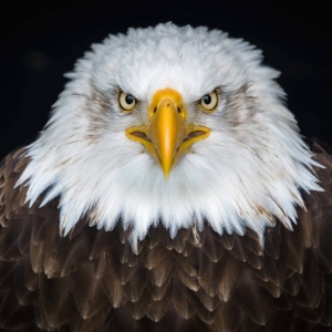Photo of Eagle Eye Tax Service