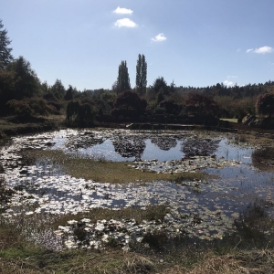 Photo of Yang's Botanical Gardens