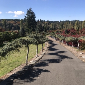 Photo of Yang's Botanical Gardens
