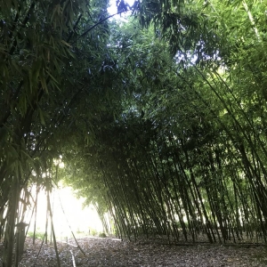 Photo of Yang's Botanical Gardens