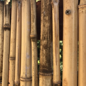 Photo of Forever Bamboo