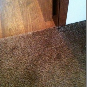 Photo of Totally Floored Carpet Cleaning