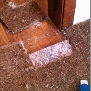 Photo of Totally Floored Carpet Cleaning