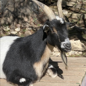 Photo of Garden Goat