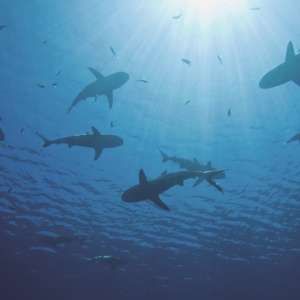 Photo of Blacktip