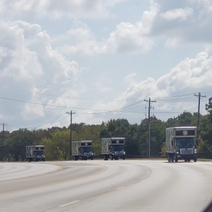Photo of Square Cow Movers DFW