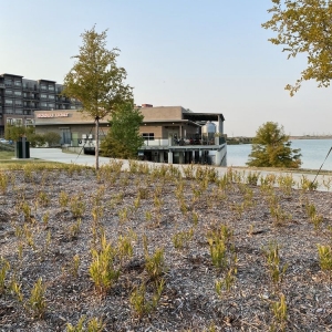 Photo of The Sound at Cypress Waters