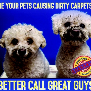 Photo of Great Guys Cleaning & Concierge