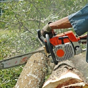 Photo of Giffin Tree Service