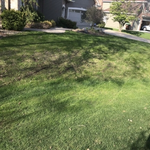 Photo of Peter Doran Lawn & Landscaping