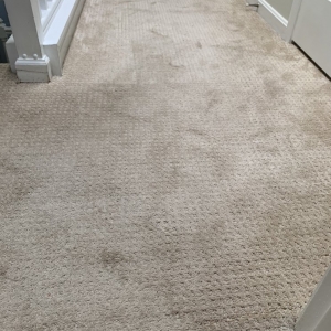Photo of Professional Carpet Restoration