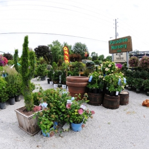 Photo of Paradise Landscape & Nursery