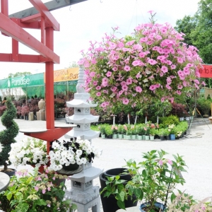 Photo of Paradise Landscape & Nursery