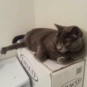 Photo of Top Kat Handyman Services