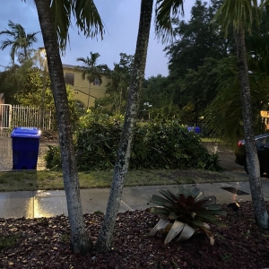 Miami Sunshine Tree Trimming