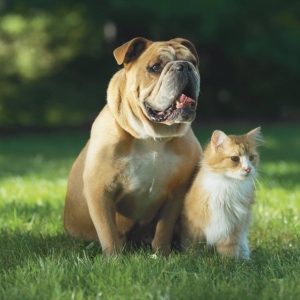 Kokomo Hoosier Pet Stop