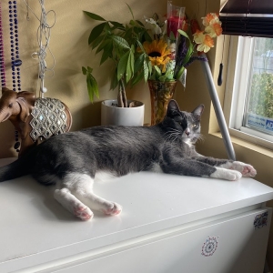 Photo of Happy Cleaning Service