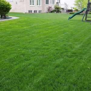 Photo of Bee Green Organic & Traditional Lawn & Plant Healthcare