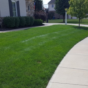 Photo of Bee Green Organic & Traditional Lawn & Plant Healthcare