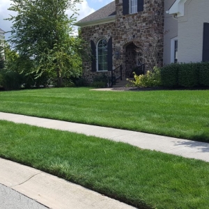 Photo of Bee Green Organic & Traditional Lawn & Plant Healthcare