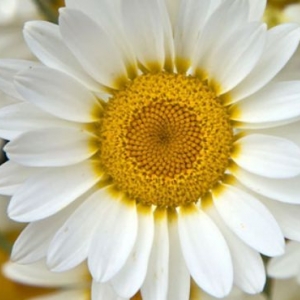 Photo of Daisy Cleaning