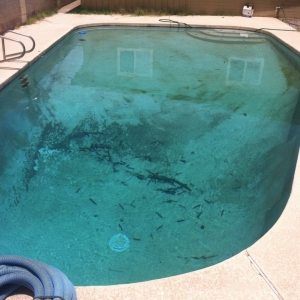 Photo of Bee Clean Pools