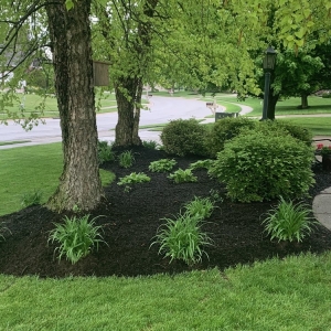 Photo of Happy Tree & Landscaping