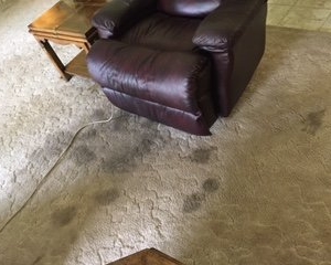 Photo of Temple Carpet Cleaning
