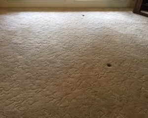 Photo of Temple Carpet Cleaning