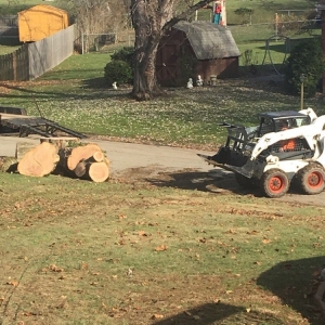 Castle Shannon Coffey & Son Tree Service