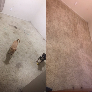 Photo of Olivarri's Carpet Cleaning