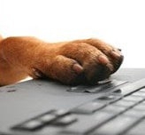 Photo of PawsOn Tech