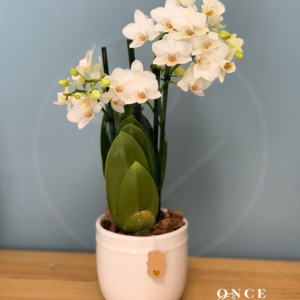 Photo of Once Once