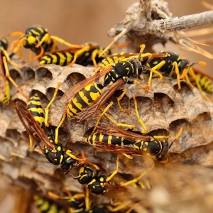 Indianapolis Ryon's Pest Solutions