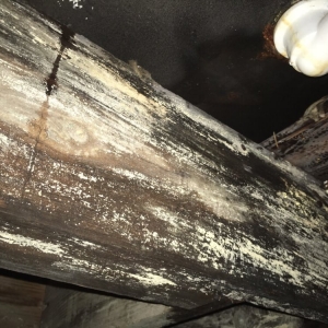 West Columbia The Mold Guys Extreme