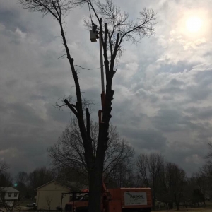 Photo of Arbor Masters Tree and Landscape