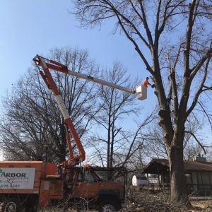 Photo of Arbor Masters Tree and Landscape