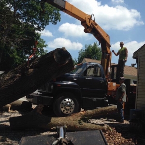 Photo of Arbor Masters Tree and Landscape