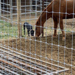 Photo of Josh Gates Construction & Fencing