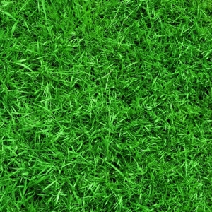 Photo of Going Green Lawn Services