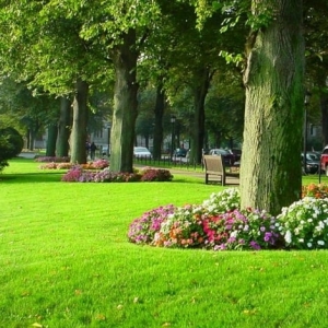 Photo of Going Green Lawn Services