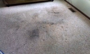 Photo of Clean Carpets & More