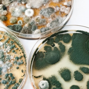 Photo of Mold Remediation Professionals