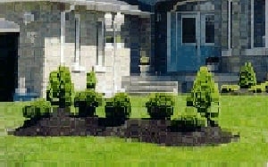 Photo of Long Island Sod