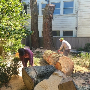 Photo of Acer Landscaping & Tree Care