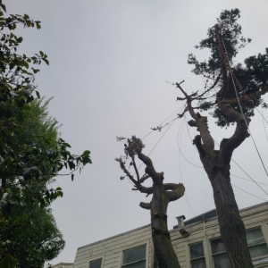 Photo of Acer Landscaping & Tree Care