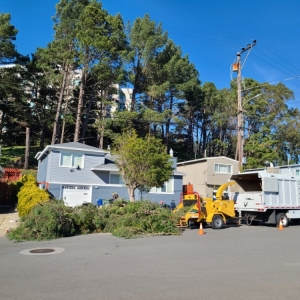 Photo of Acer Landscaping & Tree Care