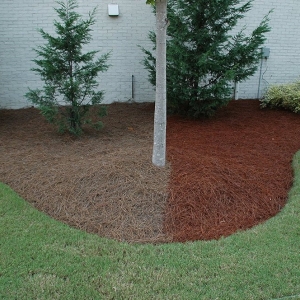 Photo of Tarheel Turf Lawn Care & Maintenance