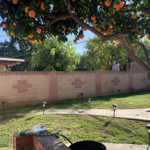Downey Armandos Gardening Service