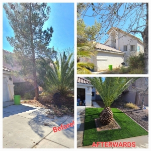 Photo of Sagos Landscape Tree Service